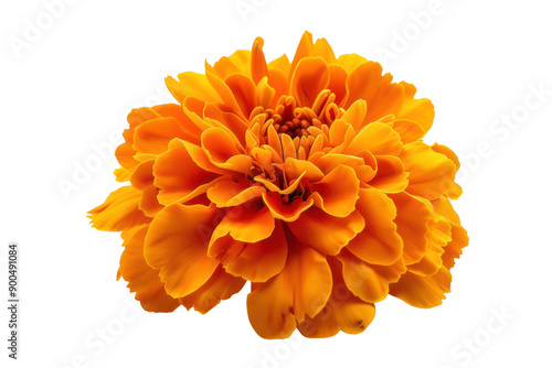 Single fresh marigold flower, bright petals fully opened, isolated on white background.