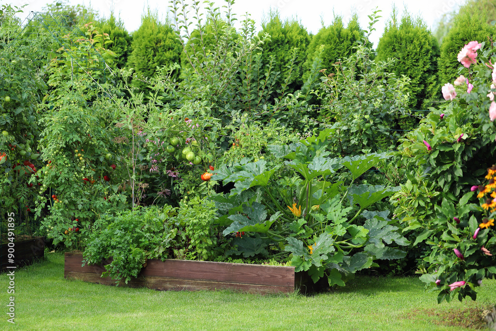 Growing vegetables, herbs and flowers in your own garden. Ripening tomatoes, zucchini, parsley, basil. Growing vegetables, herbs and flowers in your own garden. Ripening tomatoes, zucchini, parsley, basil.