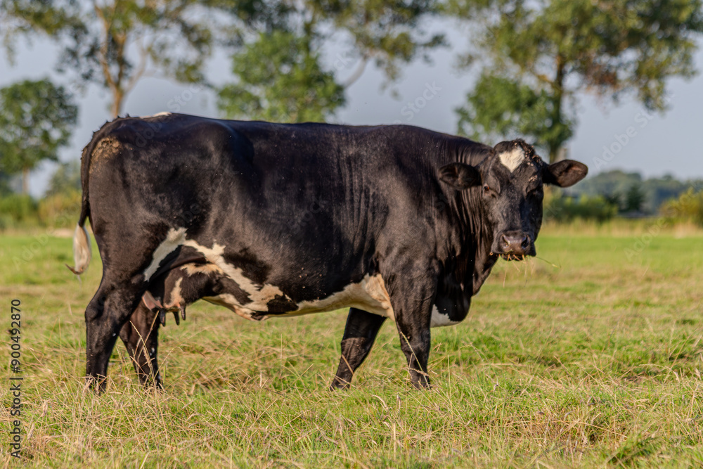 Schwarze Kuh auf einer grünen Wiese Schwarze Kuh auf einer grünen Wiese
