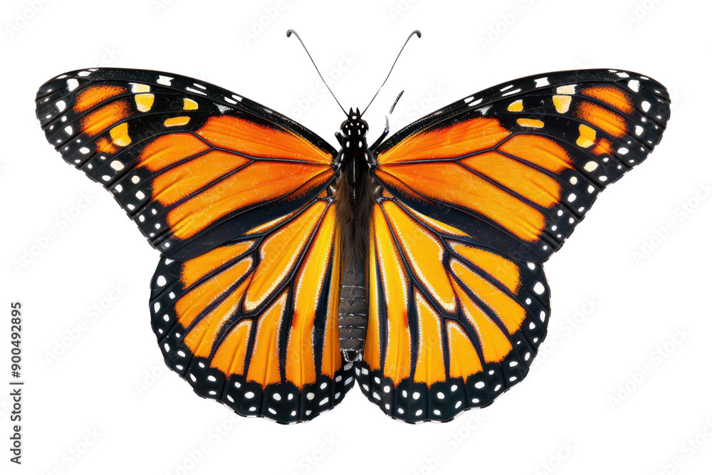 Fototapeta premium A fully spread monarch butterfly with intricate orange, black and white patterns, isolated on a white background.
