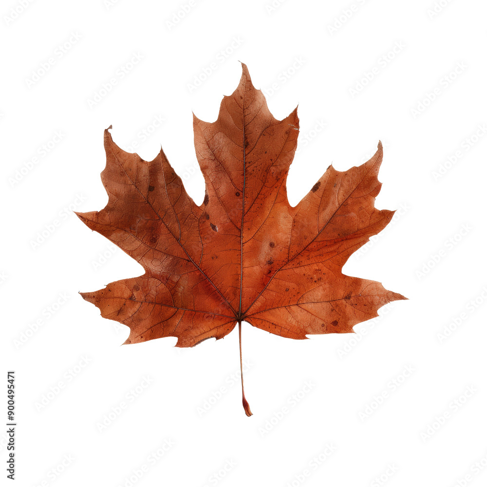 Fototapeta premium Detailed image of a vibrant red maple leaf showcasing its unique texture and autumnal beauty, perfect for seasonal themes.