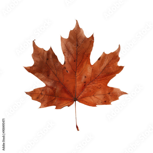 Wallpaper Mural Detailed image of a vibrant red maple leaf showcasing its unique texture and autumnal beauty, perfect for seasonal themes. Torontodigital.ca