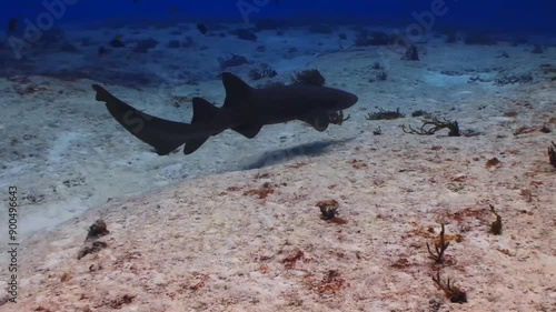 a very magical underwater land