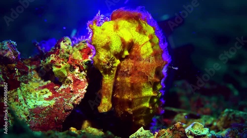 a very magical underwater land