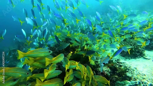 a very magical underwater land
