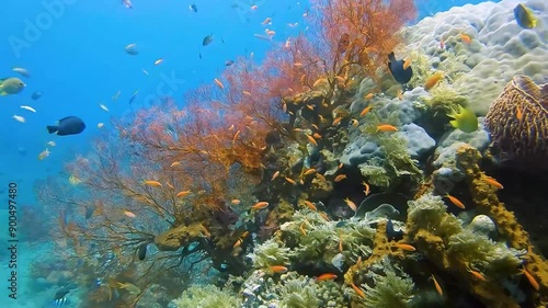 a very magical underwater land