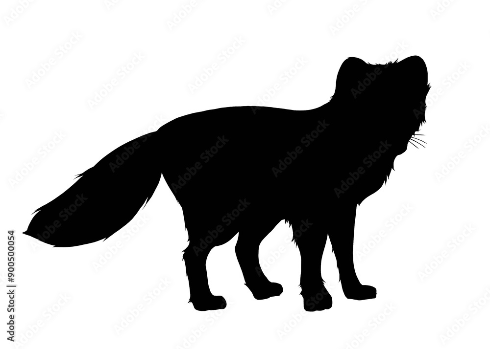Silhouette image of arctic fox isolated Silhouette image of arctic fox isolated