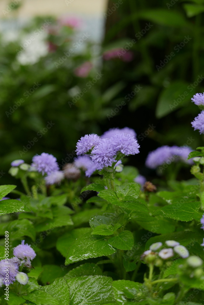 Purple flowers in the garden with raindrops