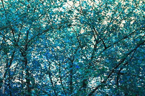 blue leaf trees background