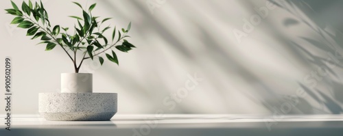 Plant in Pot With Light Shadows