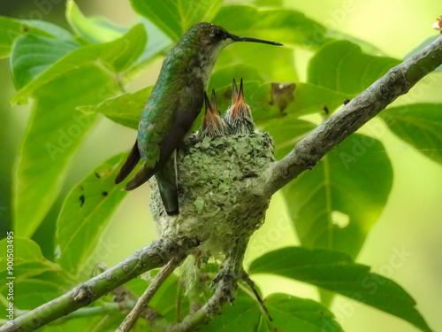 Hummingbird mother feeding her two babies in the nest photo