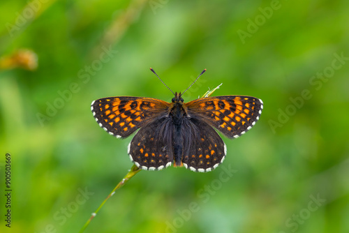 red butterfly on pink daisy, Transcaucasian fritillary, Melitaea caucasogenita