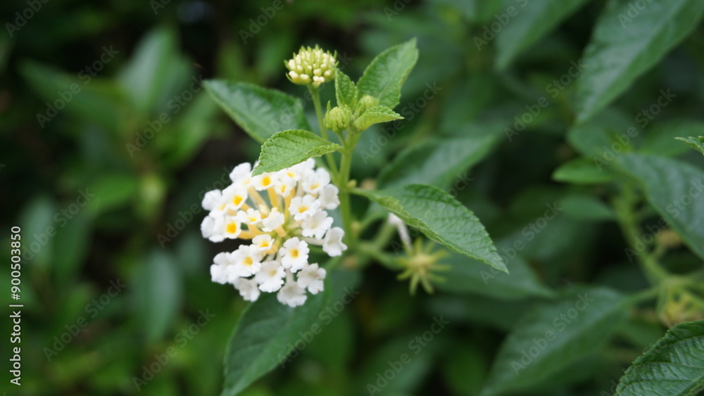 White Lantana Flowers in Full Bloom White Lantana Flowers in Full Bloom