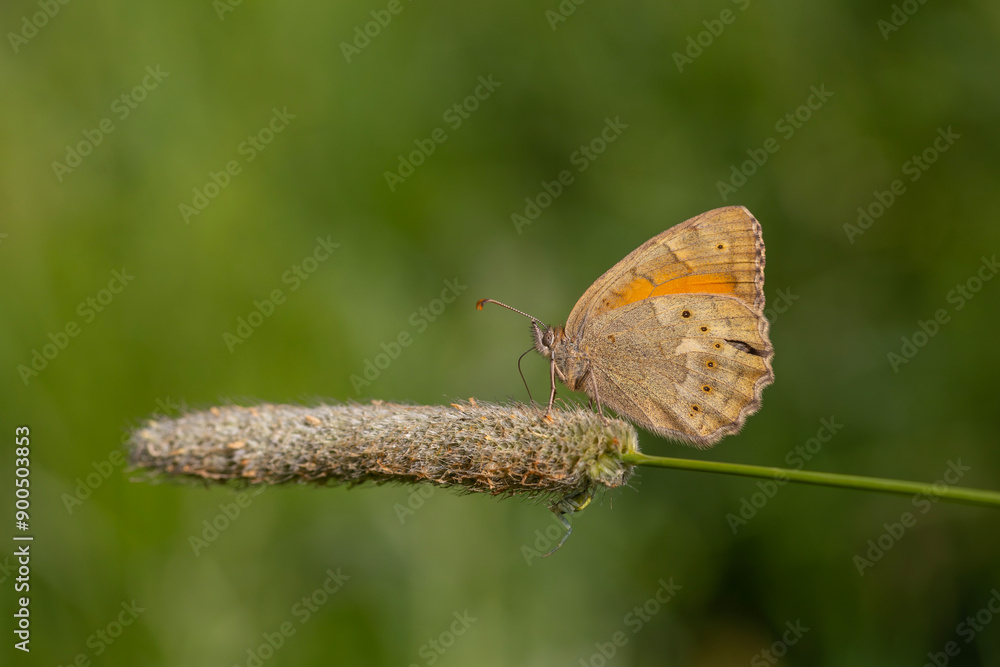 Obraz premium large butterfly feeding on spiky grass, Esperarge clymene