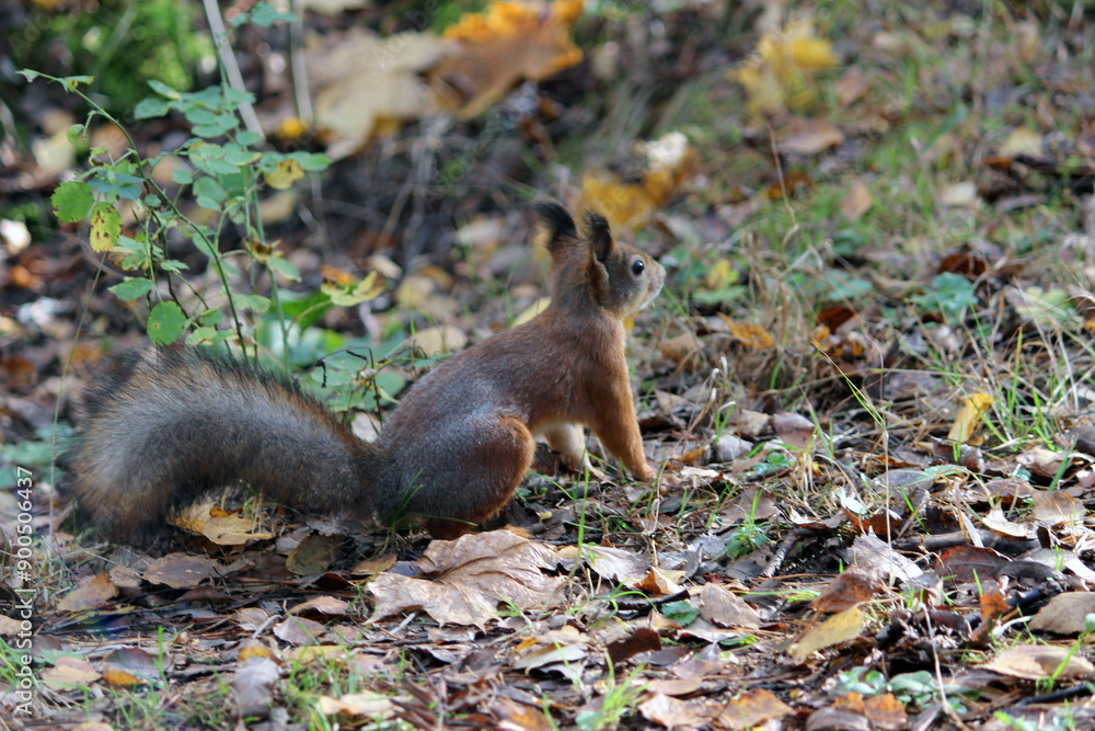 Obraz premium a red squirrel in a summer and autumn park. taken in close-up in a natural environment