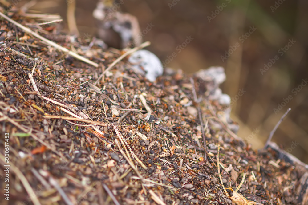 Anthill in a wild forest. Anthill in a wild forest.