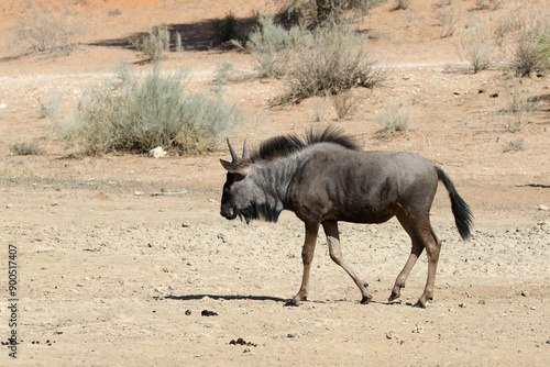 Wildebeest (Connochaetes taurinus) near Twee Riveren Samekomst, in the Kgalagadi Reserve, South Africa