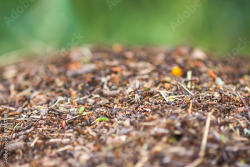 Anthill in a wild forest. photo