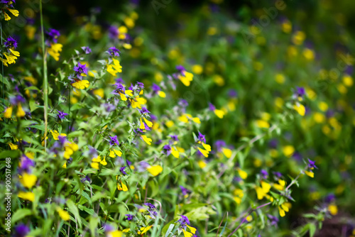 Melampyrum nemorosum flowers on a field. photo