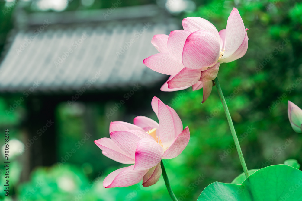 Obraz premium 唐招提寺の美しい庭園