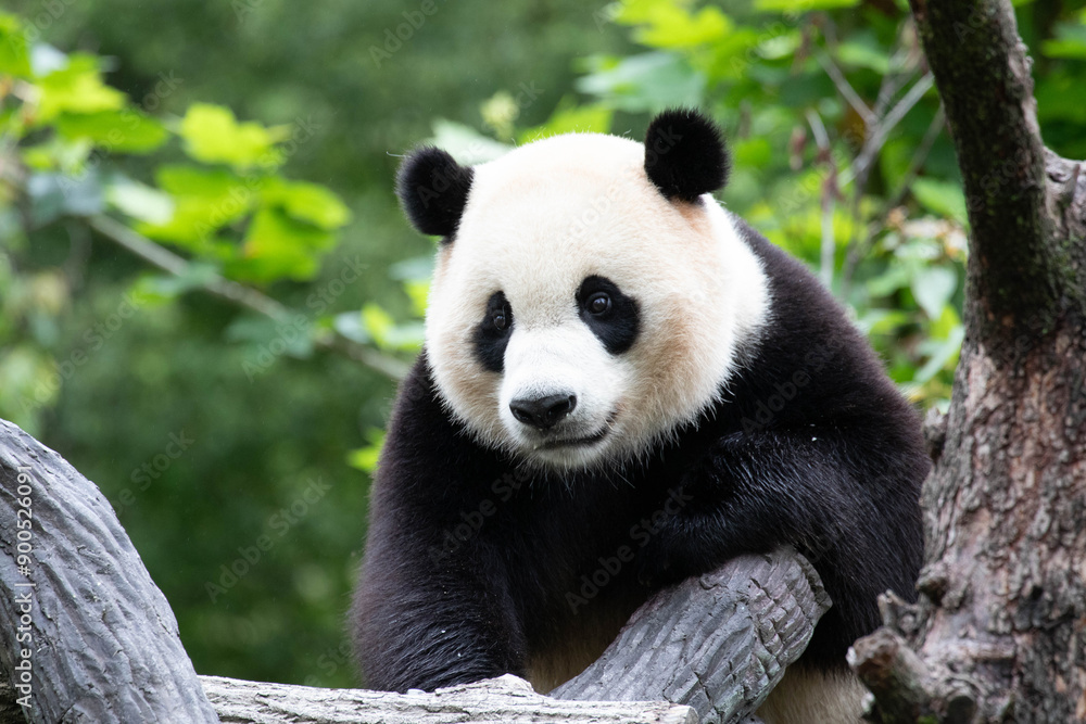 Clsoe up Male Panda , Xiao Qi Ji, Wolong Giant Panda Nature Reserve, Shenshuping, China Clsoe up Male Panda , Xiao Qi Ji, Wolong Giant Panda Nature Reserve, Shenshuping, China