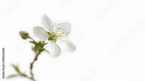 Delicate White Blossom