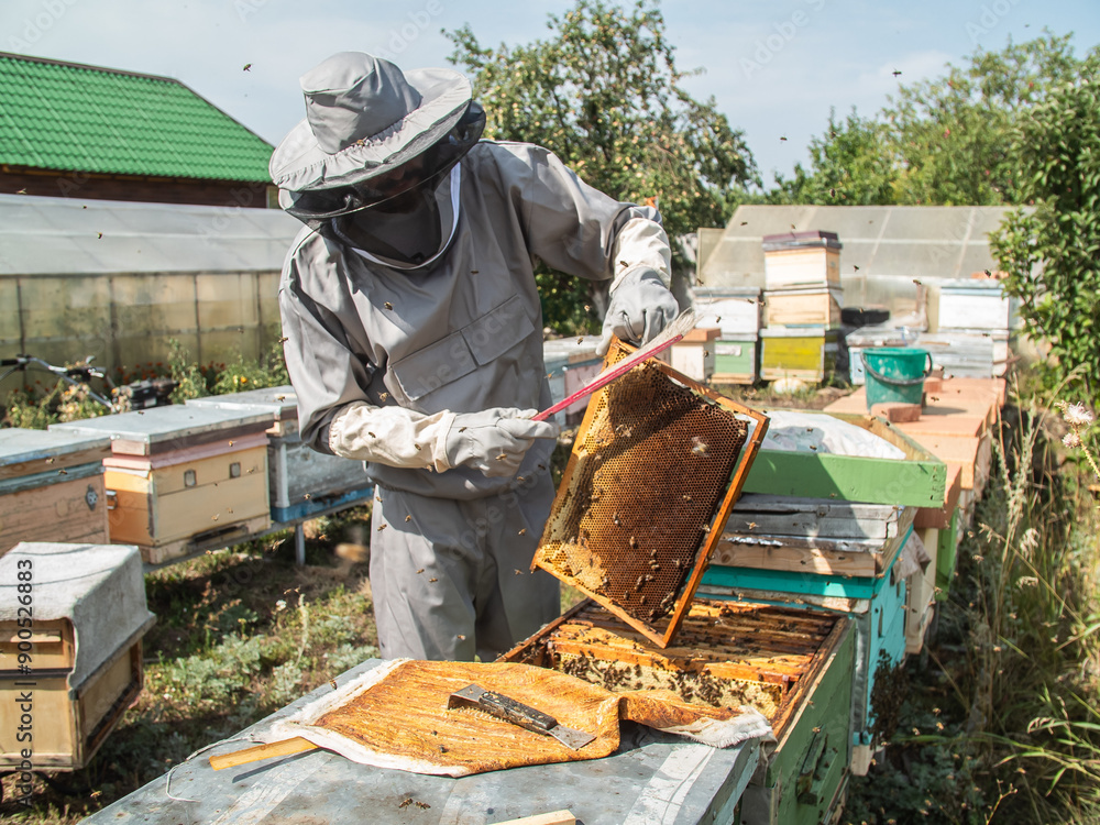 Beekeeper holds a honey cell with bees in his hands. Apiculture and apiary concept Beekeeper holds a honey cell with bees in his hands. Apiculture and apiary concept