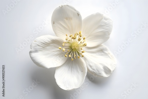 Single White Flower