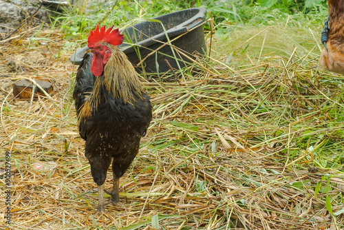 Rooster in the grass