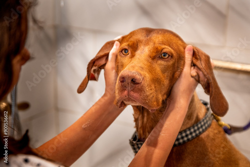 Hungarian vizsla having his ears massaged and cleaned while at a white tile dog washing station 