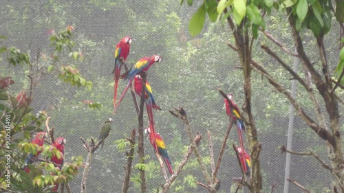 Red macaw macaws in rain, Arini parrots, America native colorful colourful feathers plumage, pet trade, Mandai bird paradise sanctuary, Singapore