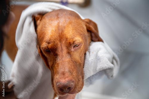 Hungarian Vizsla being dried with white towel at a tile dog washing station after being given a bath