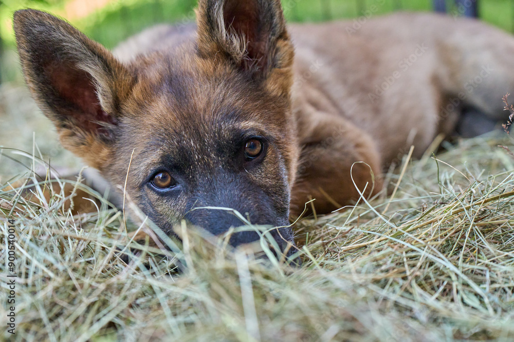 Beautiful gray German Shepherd puppy in a garden on an early summer day in Skaraborg Sweden Beautiful gray German Shepherd puppy in a garden on an early summer day in Skaraborg Sweden