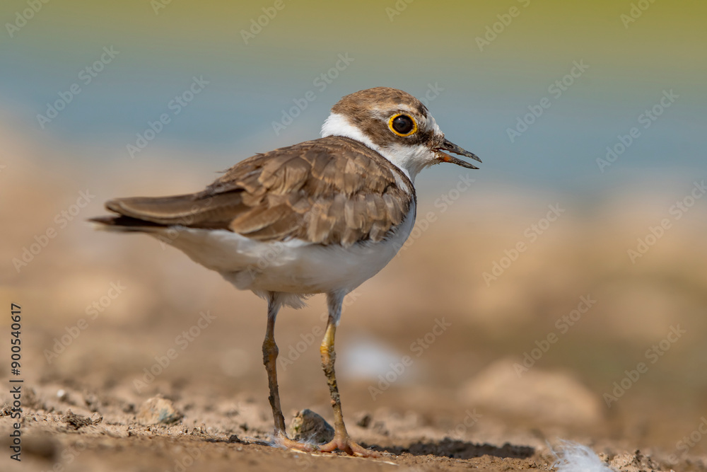 Little Ringed Plover (Charadrius dubius) is a wetland bird common in Asia, Europe and Africa. Little Ringed Plover (Charadrius dubius) is a wetland bird common in Asia, Europe and Africa.