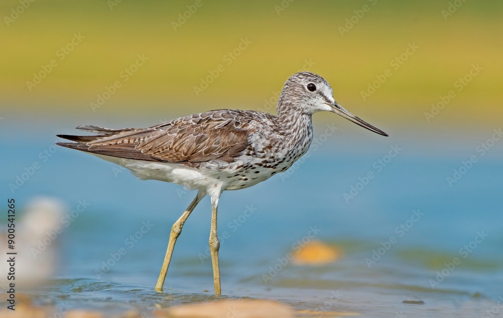 Common Greenshank (Tringa nebularia) is a wetland bird that lives in Africa, Europe and Asia. It usually feeds on fresh water. Common Greenshank (Tringa nebularia) is a wetland bird that lives in Africa, Europe and Asia. It usually feeds on fresh water.