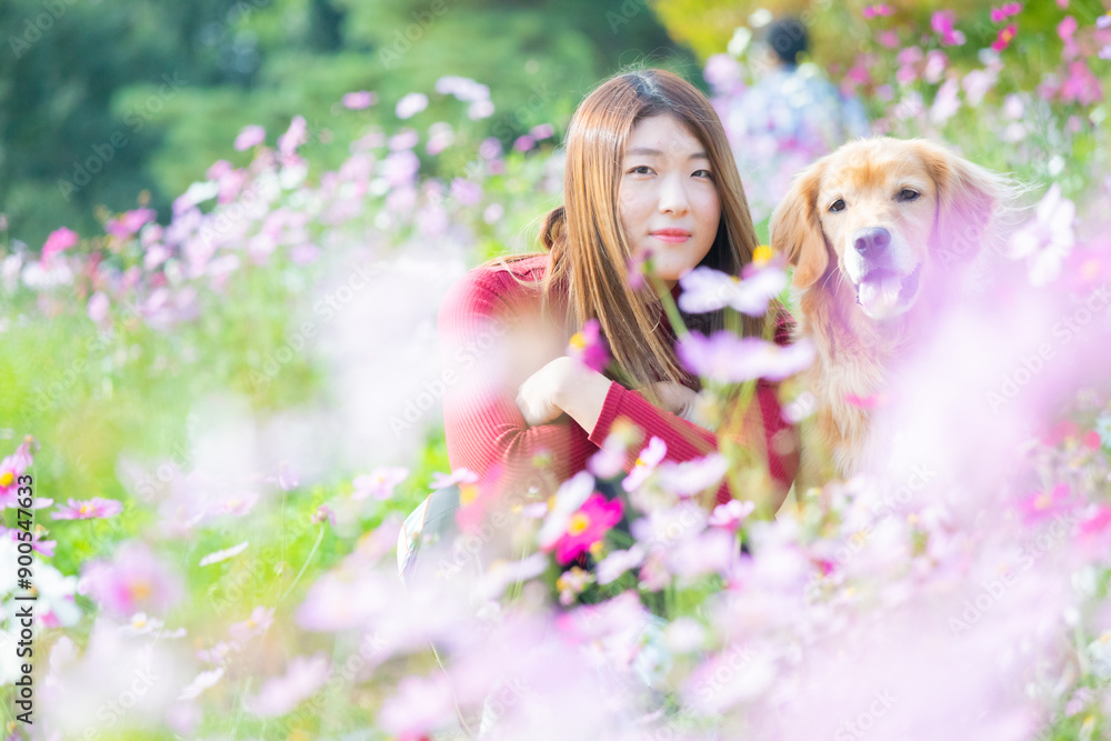 Fototapeta premium コスモス畑でリラックスしているゴールデンレトリバーと飼い主の女性