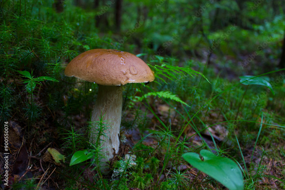 Porcini mushrooms. boletus mushroom .white edible noble mushroom. growing in the forest among the moss. Taken in the forest in close-up Porcini mushrooms. boletus mushroom .white edible noble mushroom. growing in the forest among the moss. Taken in the forest in close-up
