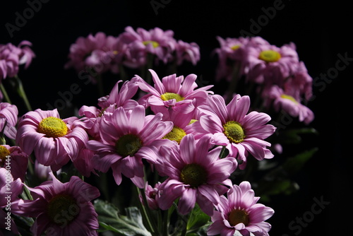 chrysanthemums on a dark background photo