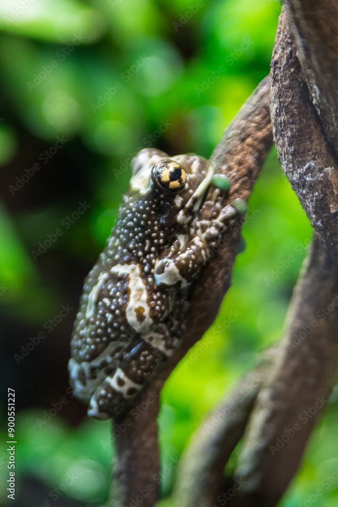Tree frog close-up on a tree branch. Boatman frog.Trachycephalus resinifictrix.Frog-like frog Tree frog close-up on a tree branch. Boatman frog.Trachycephalus resinifictrix.Frog-like frog