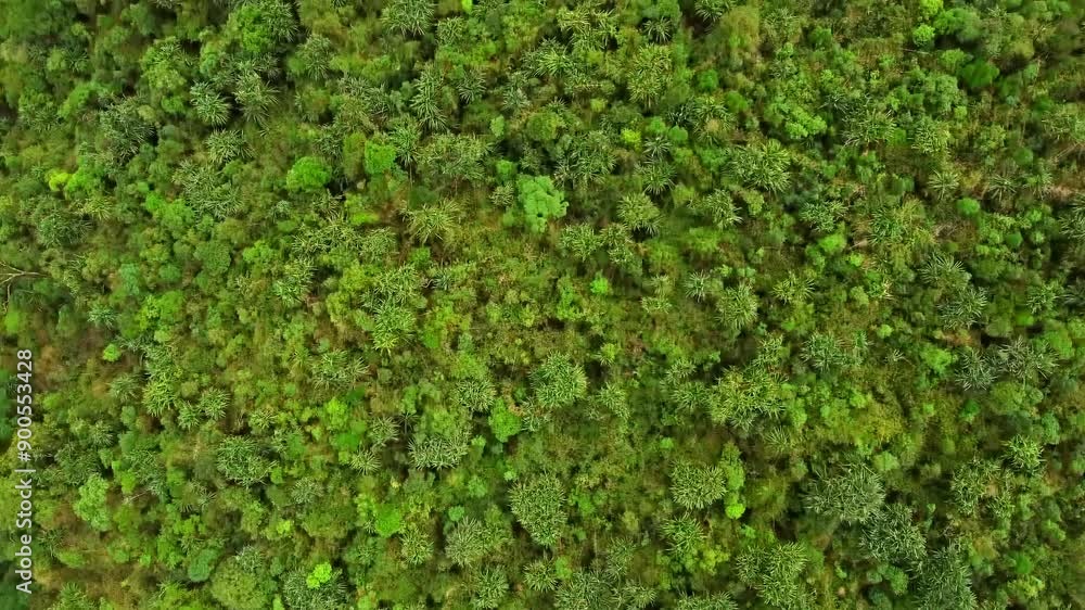 Aerial view of meghalaya cherrapunji near dainthlen falls and wei sawdong falls in India. The beautiful landscape view of east khasi hills cherrapunji mawsynram reserve forest in meghalaya India. Aerial view of meghalaya cherrapunji near dainthlen falls and wei sawdong falls in India. The beautiful landscape view of east khasi hills cherrapunji mawsynram reserve forest in meghalaya India.