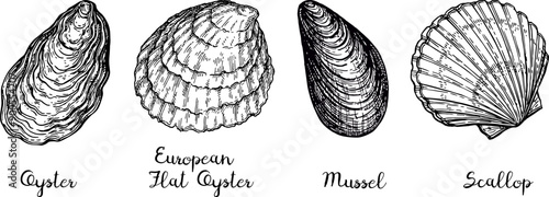 Ink sketch of shellfishes.