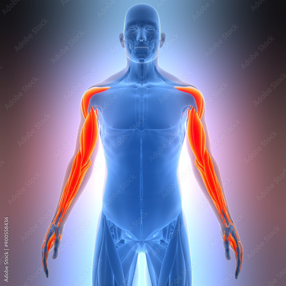 Human Muscular System Hand Muscles Anatomy Human Muscular System Hand Muscles Anatomy
