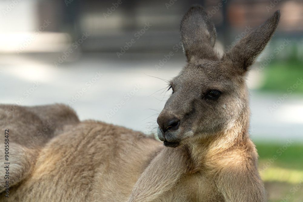 Fototapeta premium Kangaroo lying on the grass