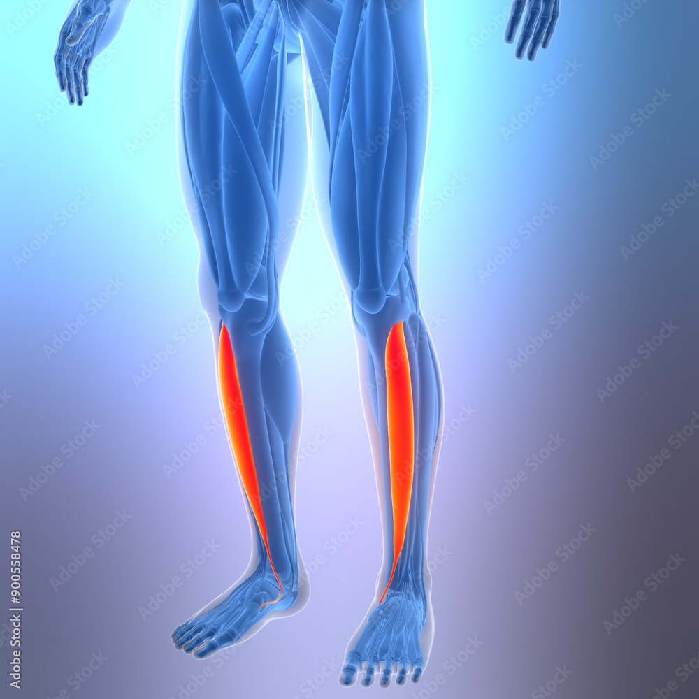 Human Muscular System Leg Muscles Tibialis Anterior Muscles Anatomy Human Muscular System Leg Muscles Tibialis Anterior Muscles Anatomy