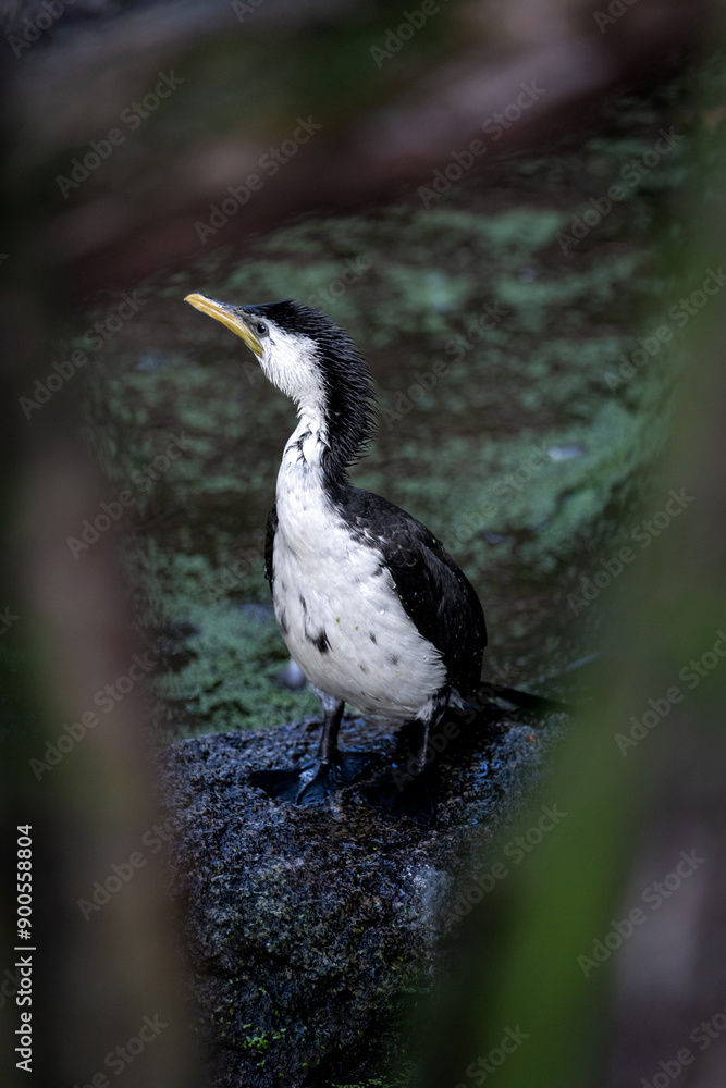 Fototapeta premium Little pied cormorant (Microcarbo melanoleucos)