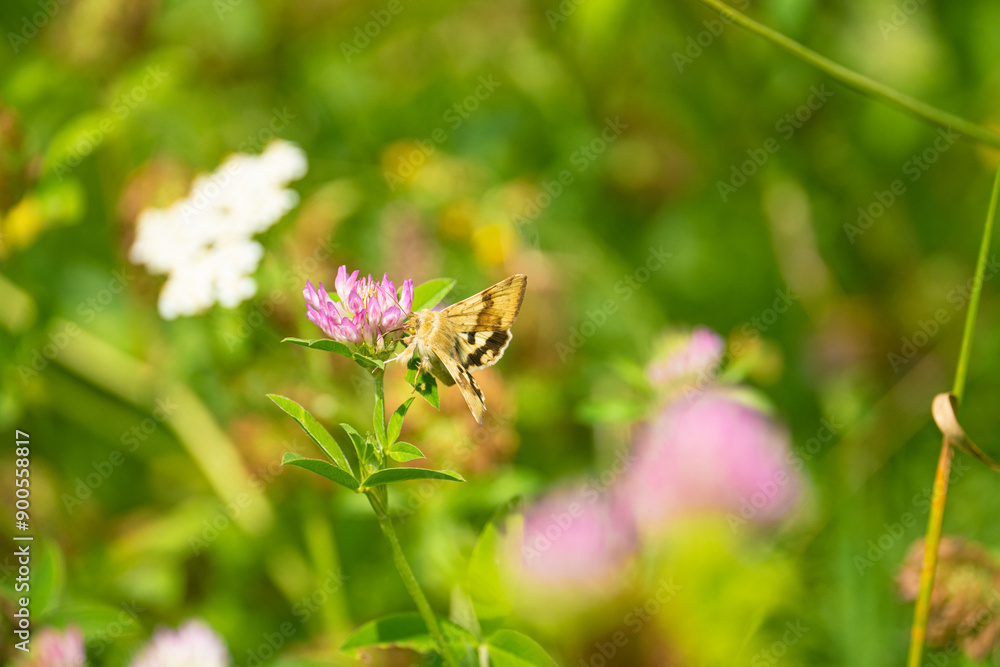 Big moth sits on a beautiful flower on a sunny summer meadow. Light green bright natural background Big moth sits on a beautiful flower on a sunny summer meadow. Light green bright natural background