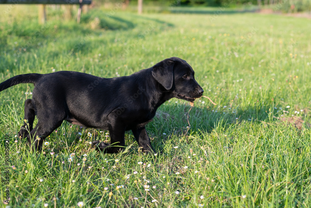Portrait of a cute black Labrador puppy in the garden Portrait of a cute black Labrador puppy in the garden