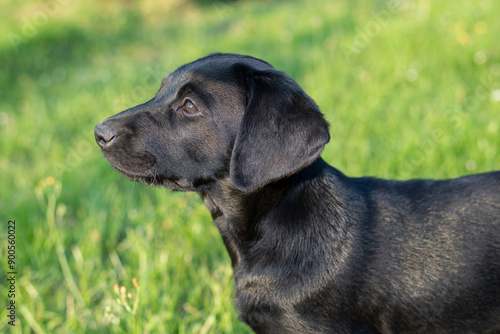 Close up of a cute black Labrador puppy