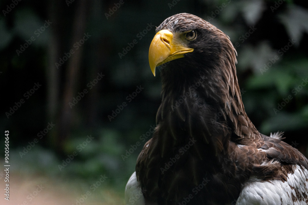 Obraz premium Portrait of a eagle