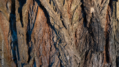 tree, bark, texture 16:9 photo